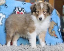 Sheltie Puppies