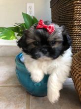 Shih Tzu Puppies for Re-homing