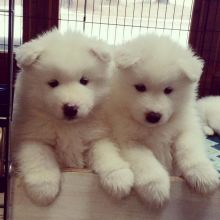Sweet and adorable samoyed puppies ready for a loving home
