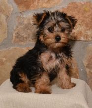 Yorkie Puppies