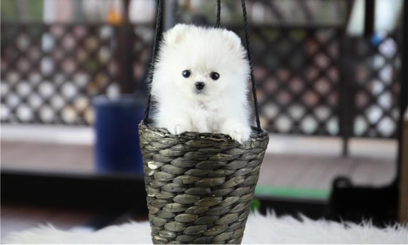 Affectionate Teacup Pomeranian Available Image eClassifieds4u