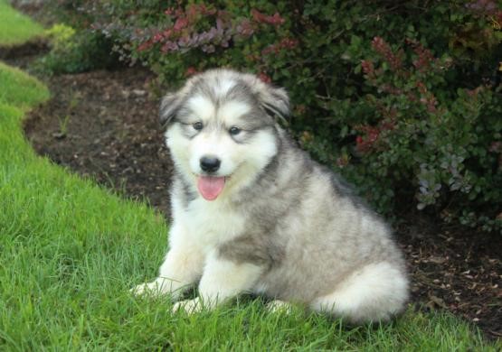 Alaskan Malamute Puppies Image eClassifieds4u