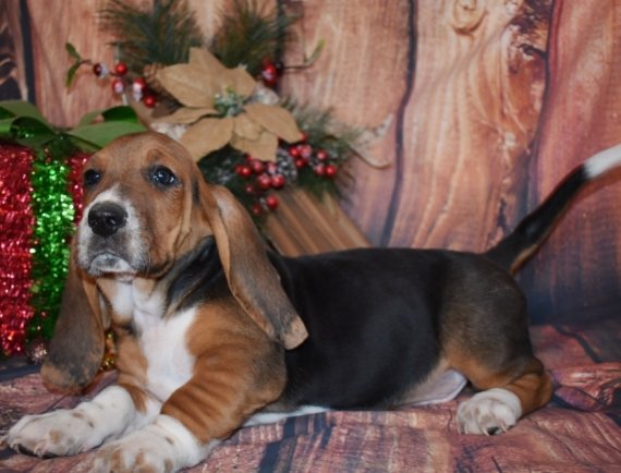 Amazing Male and female basset hound puppies for rehoming Image eClassifieds4u