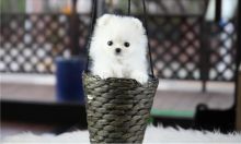 Affectionate Teacup Pomeranian Available Image eClassifieds4U