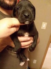 Great Dane Puppies Image eClassifieds4U