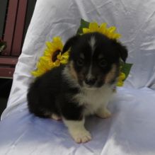Sweet Male and female Pembroke Welsh Corgi Puppies Image eClassifieds4u 1