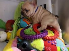 Well Trained French Bulldog Puppies Image eClassifieds4u 2