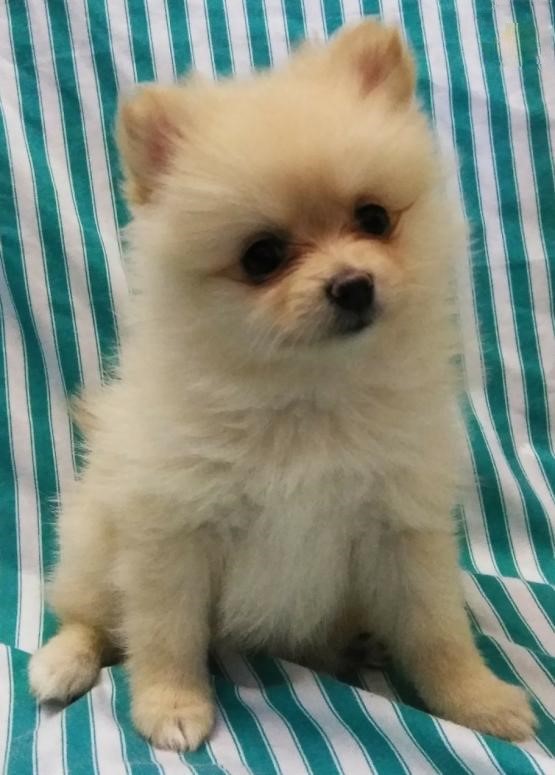 Pomeranian Puppies Image eClassifieds4u