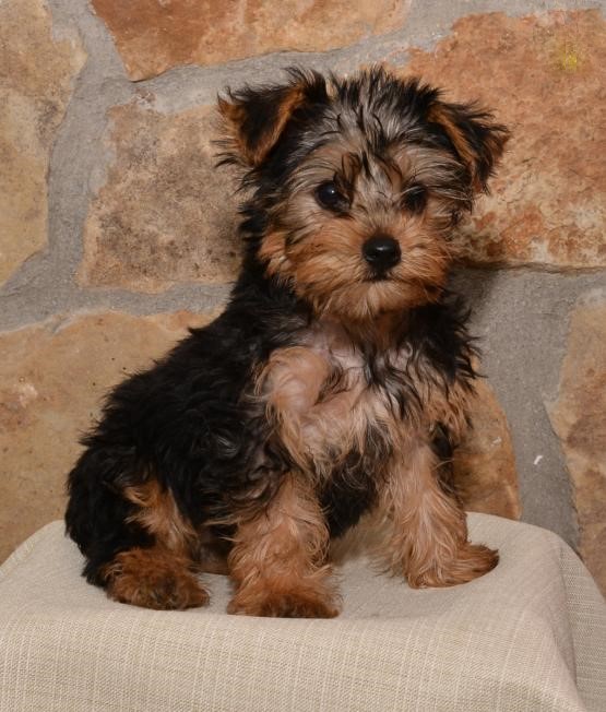 Yorkie Puppies Image eClassifieds4u