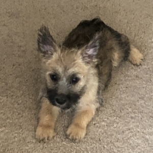 Amazing Cairn Terrier puppies! Image eClassifieds4u