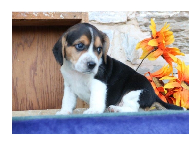 Beagle Puppies For Sale Image eClassifieds4u