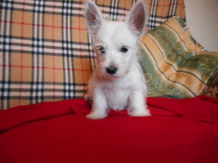 West Highland White Terrier Puppies For Sale Image eClassifieds4u