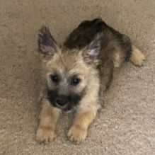 Amazing Cairn Terrier puppies!