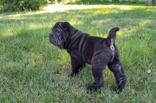 Chinese Shar-Pei Puppies For Sale