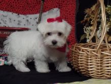 Maltese Puppies For Sale