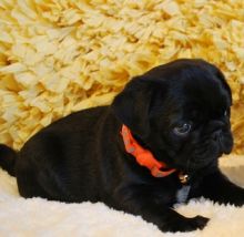 Pug Puppies For Sale