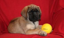 2 beautiful Bullmastiffs Puppies For Sale