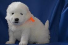 2 beautiful Samoyed pups ready for a loving new home