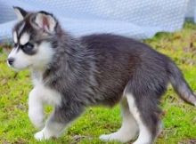 Adorable Blue Eyed Siberian Husky Puppies For free