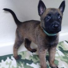 Adorable outstanding Belgian Malinois puppies