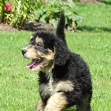 AKC quality Bernedoodle Puppy for free adoption!!!