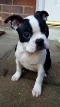 Beautiful Black brindle and white Boston Terrier Puppies