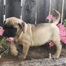Lovely CKC Bullmastiff Puppies for adoption