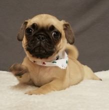 Priceless White Pug Puppy For Adoption