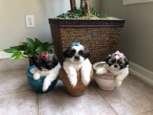 Shih Tzu Puppies for Re-homing