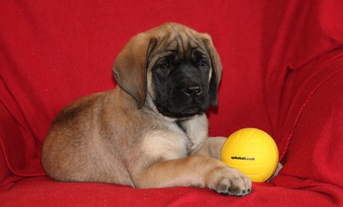 2 beautiful Bullmastiffs Puppies For Sale Image eClassifieds4u