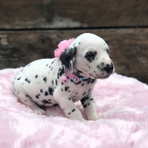 Dalmatian Puppies for Adoption Image eClassifieds4u