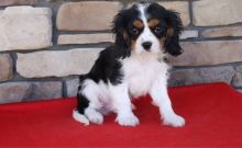 Cavalier King Charles Spaniel Puppies For Sale Image eClassifieds4u 2