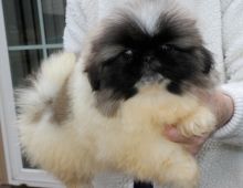 Pekingese Puppies For Sale Image eClassifieds4u 2