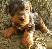 Welsh Corgi Puppies For Sale Image eClassifieds4u 1