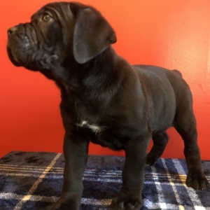 Stunning Cane Corso Puppies Image eClassifieds4u