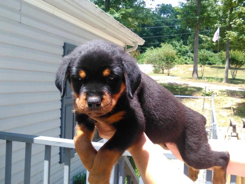 11 weeks old Rottweiler Puppies for Adoption Image eClassifieds4u