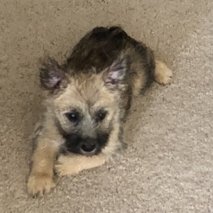 Amazing Cairn Terrier puppies! Image eClassifieds4u