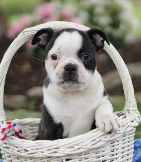 ╬╬ Astounding ☮ Boston Terrier ☮ Puppies Now ♥‿♥ Ready ♥‿♥ For Adoption ╬╬ Image eClassifieds4u