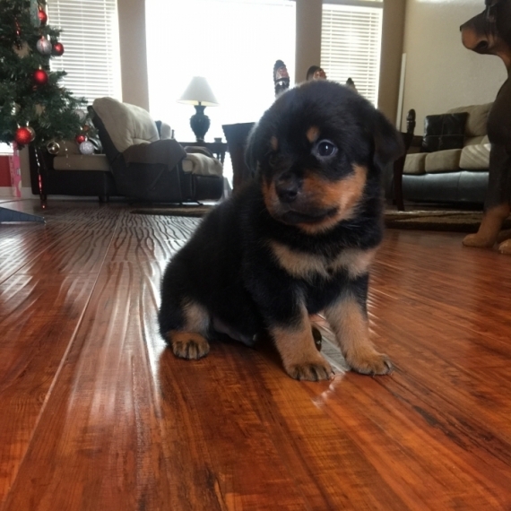Awesome Rottweiler Puppies for Adoption Image eClassifieds4u