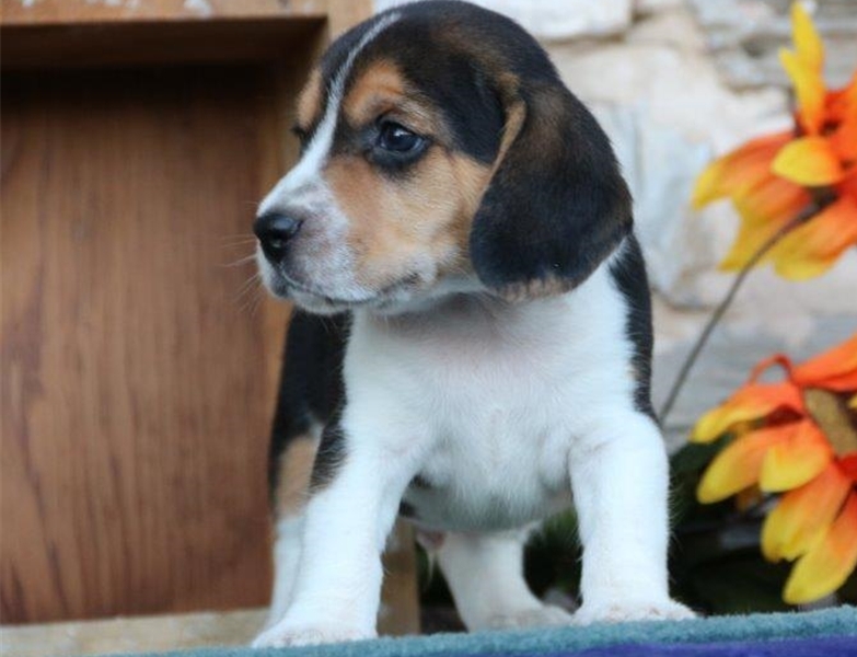 Beagle Puppies For Sale Image eClassifieds4u