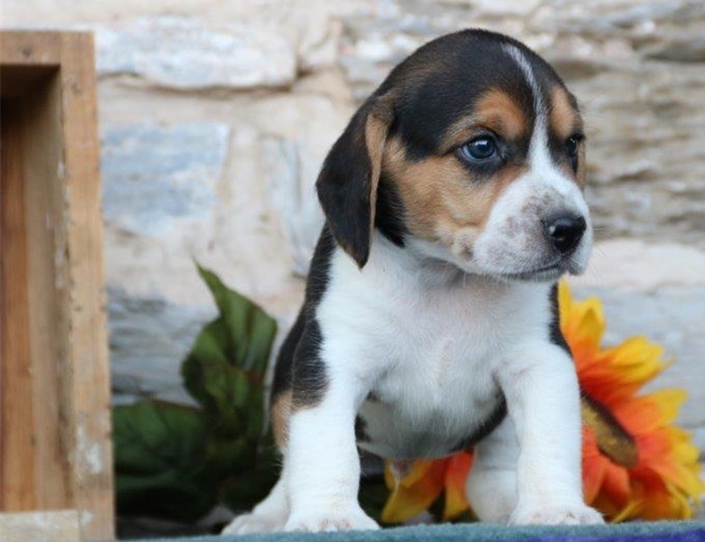 Beagle Puppies For Sale Image eClassifieds4u