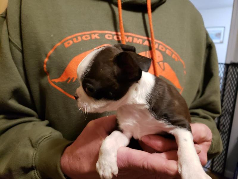 Boston terrier Puppies For Sale Image eClassifieds4u