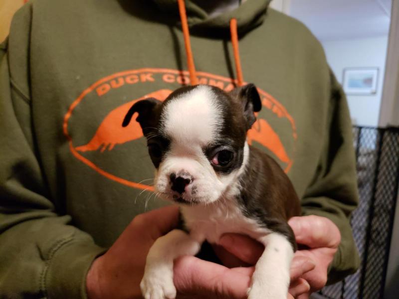 Boston terrier Puppies For Sale Image eClassifieds4u