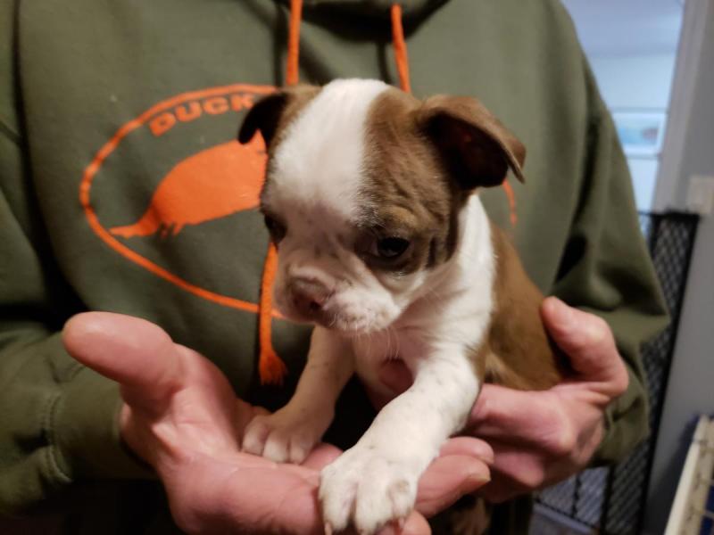 Boston terrier Puppies For Sale Image eClassifieds4u