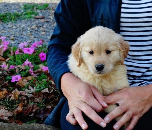 Golden Retriever Puppies For Sale Image eClassifieds4u