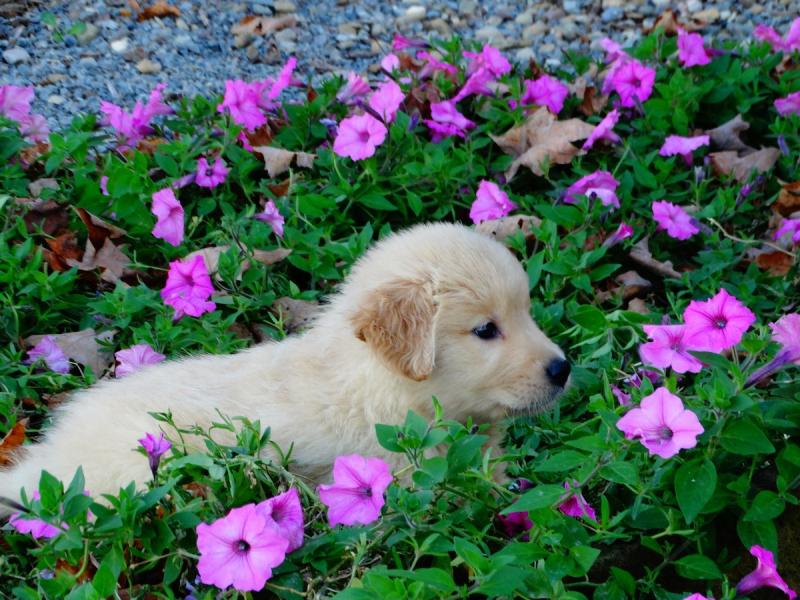 Golden Retriever Puppies For Sale Image eClassifieds4u