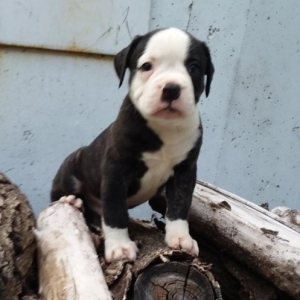 Gorgeous American Bulldog Puppies Image eClassifieds4u