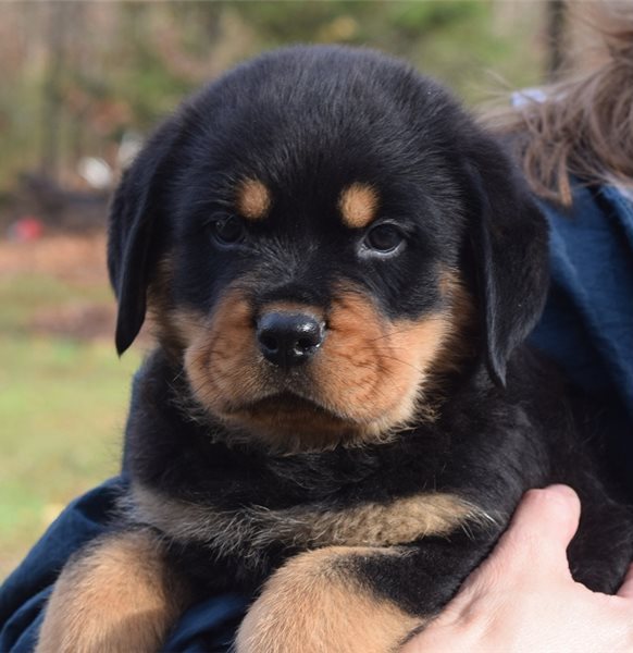 Rottweiler Puppies For Sale Image eClassifieds4u