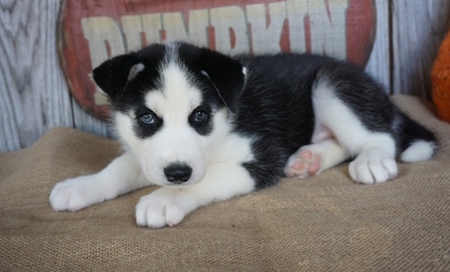 Rottweiler Puppies For Sale Image eClassifieds4u