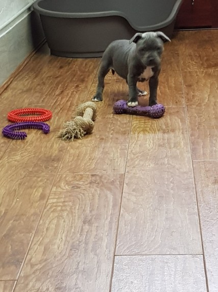 Staffordshire Bull Terrier Puppies For Sale Image eClassifieds4u